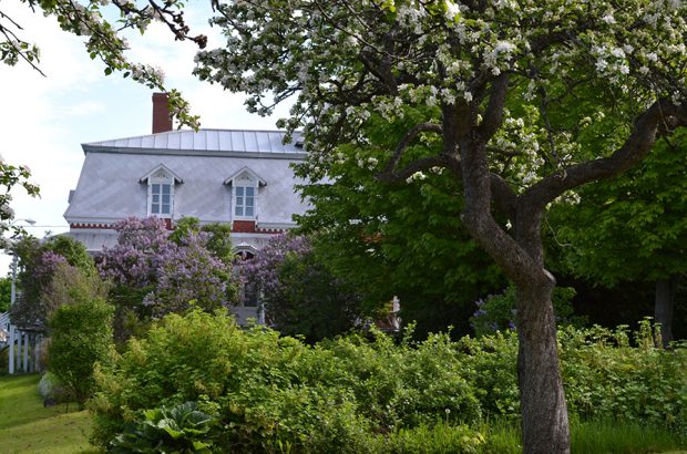 Photo couleur. De nombreux lilas et arbres fruitiers sont en fleurs. Une maison de briques est à l'arrière-plan.