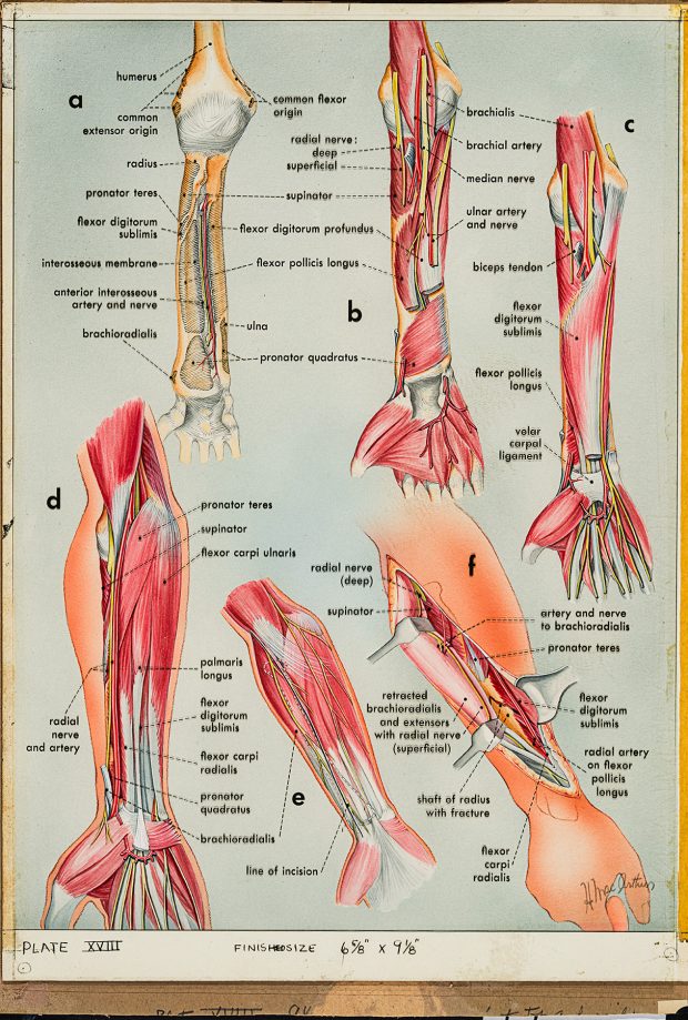 Illustration médicale en couleur montrant les muscles du bras, réalisée par Helen MacArthur.