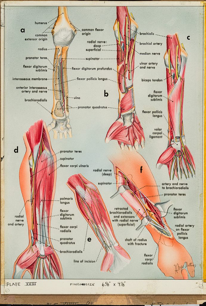 Illustration médicale en couleur montrant les muscles du bras, réalisée par Helen MacArthur. 
