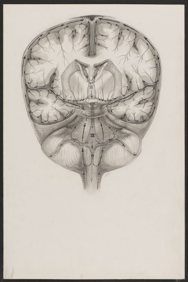 Illustration en noir et blanc d'une section transversale du cerveau.