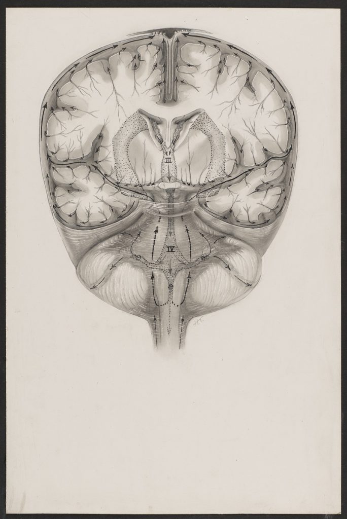 Illustration en noir et blanc d'une section transversale du cerveau.
