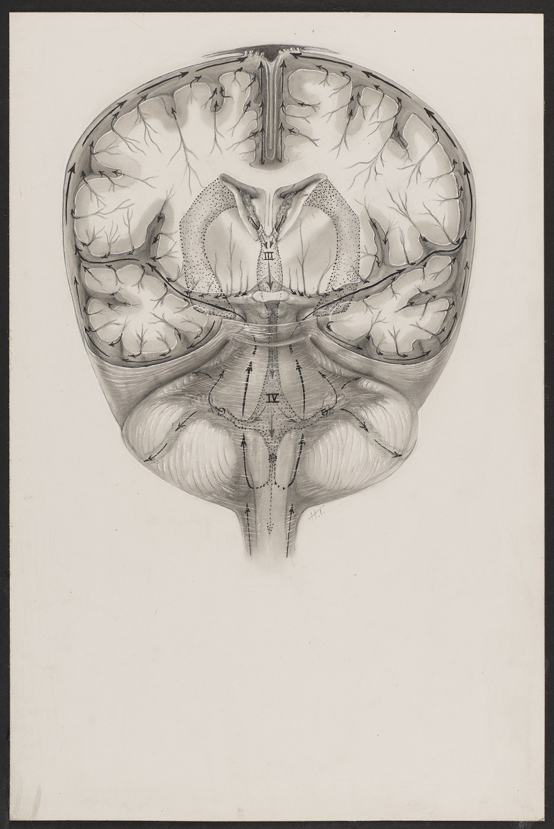 Illustration en noir et blanc d'une section transversale du cerveau. 