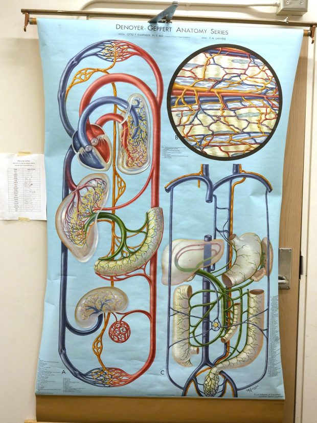 Illustration en couleur du système circulatoire montrant les artères et les organes disposés de façon artistique et originale, avec des formes entrelacées. 