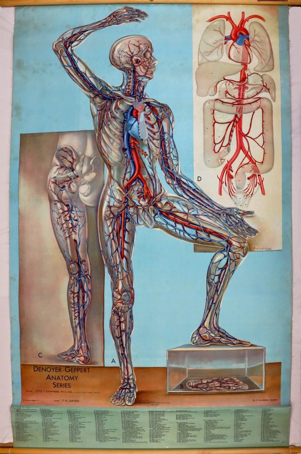 Illustration en couleur du système circulatoire, montrant un homme en transparence, le bras levé. Deux encarts en gros plan d'une jambe et des artères principales menant au cœur.