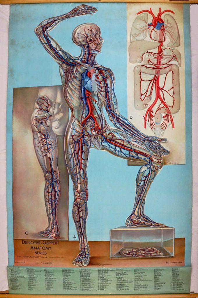 Illustration en couleur du système circulatoire, montrant un homme en transparence, le bras levé. Deux encarts en gros plan d'une jambe et des artères principales menant au cœur.