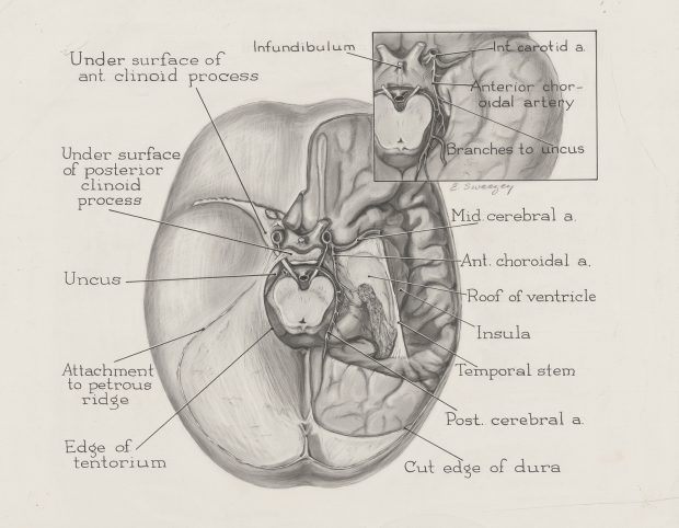Illustration en noir et blanc d'une section transversale du cerveau.