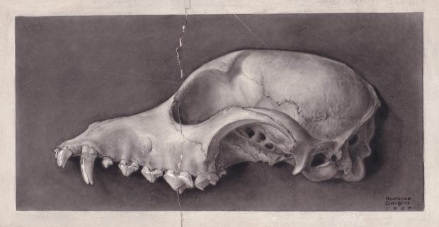 Illustration tonale d'un crâne d'animal, entourée d'une bordure de couleur crème et signée en bas à droite.