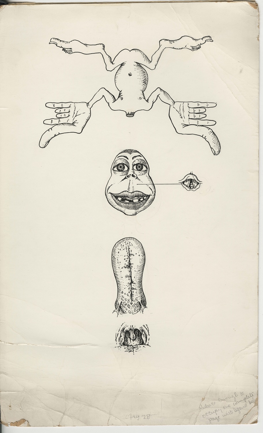 Dessin au trait noir sur papier vieilli teinté, représentant des parties anatomiques aux proportions exagérées. 