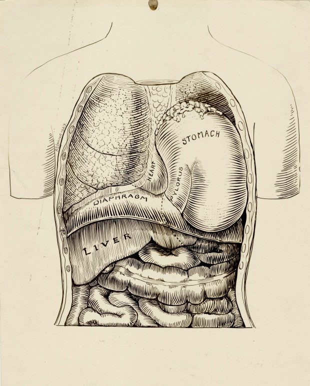 Dessin en noir et blanc illustrant les organes internes. Chaque organe est identifié, et une signature et la date figurent à gauche.