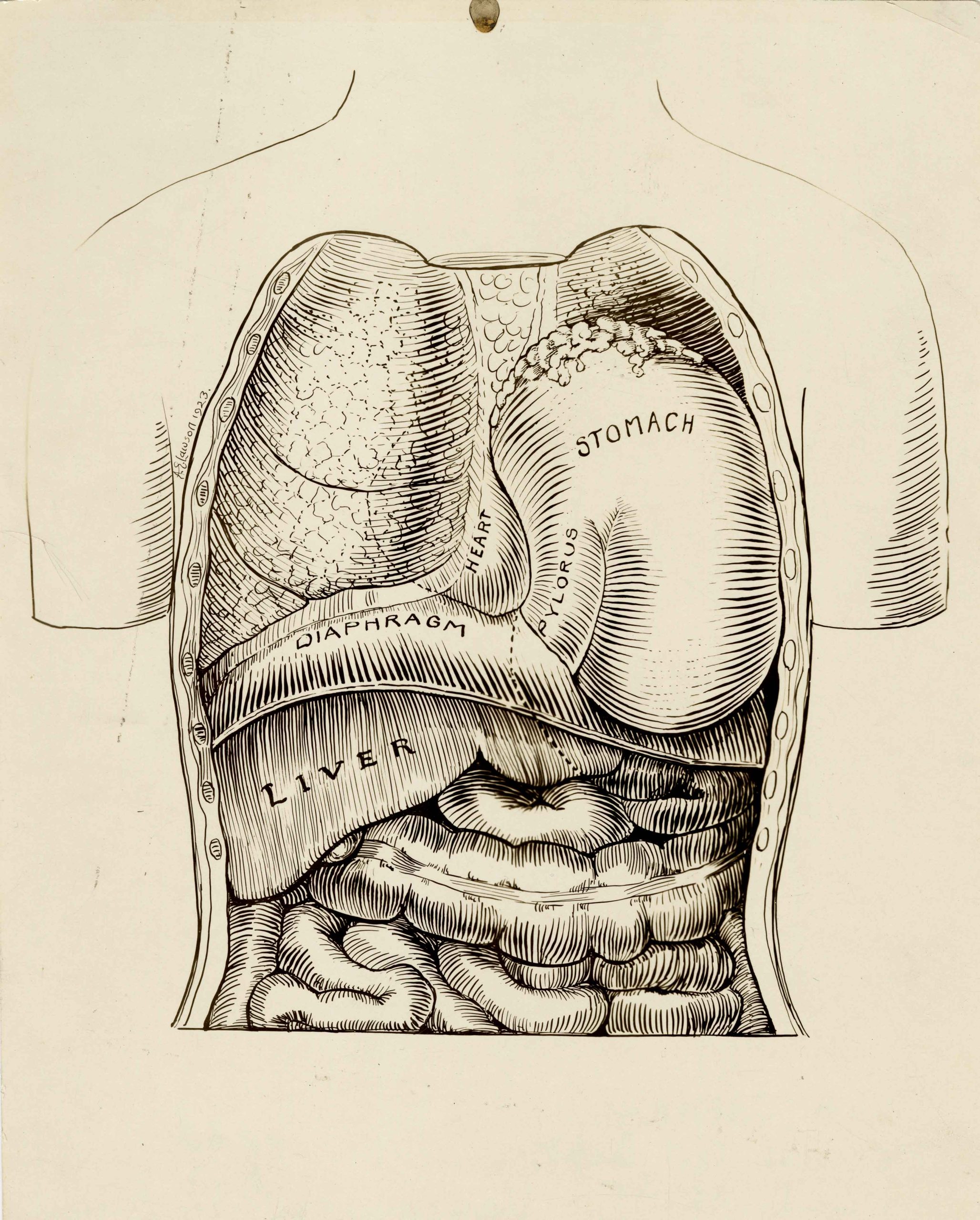 Dessin en noir et blanc illustrant les organes internes. Chaque organe est identifié, et une signature et la date figurent à gauche. 