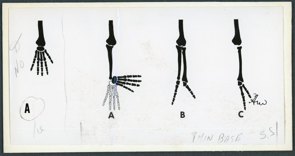 Illustration en noir et blanc des os de la main en différentes articulations.