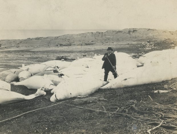 Photographie noir et blanc d’un pêcheur se tenant debout au centre de plusieurs dizaines de bélugas sur la plage. Les bélugas ont été chassés puis tirés sur la plage. Le cordage, qui a servi à tirer les petites baleines blanches jusque sur la plage, est visible au premier plan de l’image. En arrière-plan un long cap de roche cache une partie du fleuve Saint-Laurent.