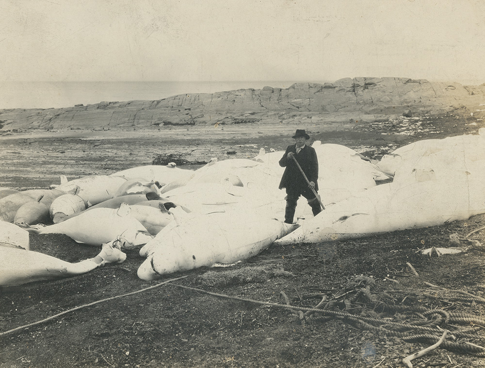 Photographie noir et blanc d’un pêcheur se tenant debout au centre de plusieurs dizaines de bélugas sur la plage. Les bélugas ont été chassés puis tirés sur la plage. Le cordage, qui a servi à tirer les petites baleines blanches jusque sur la plage, est visible au premier plan de l’image. En arrière-plan un long cap de roche cache une partie du fleuve Saint-Laurent.