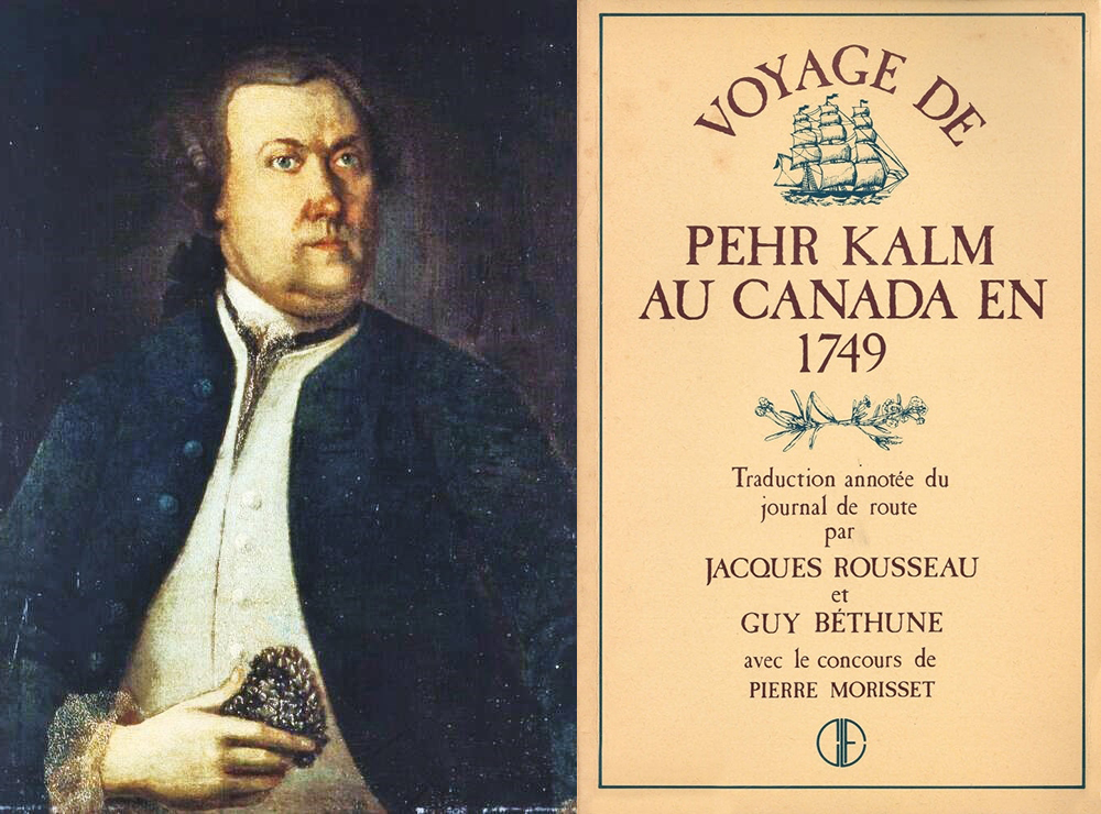 À gauche : portrait à l'huile peint en 1764 et présumé être une représentation de Pehr Kalm. Il tient dans sa main droite une cocotte de pin. À droite : la couverture d’une traduction récente du livre « Voyage de Pehr Kalm au Canada en 1749 ».