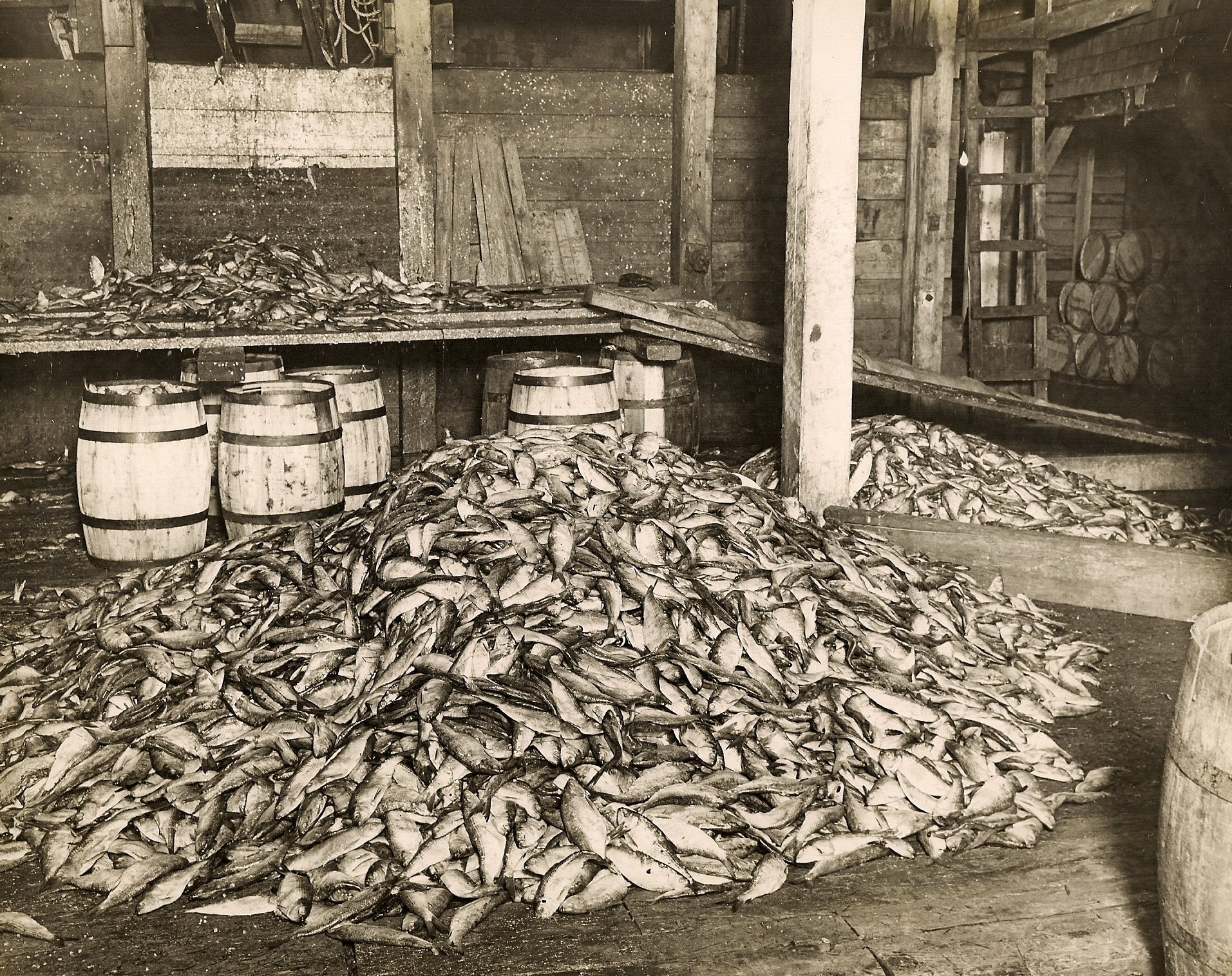 Des piles de poissons à l’intérieur d’un hangar en bois, avec des barils en arrière-plan.