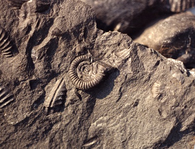 Un grand fossile d’ammonite, étroitement enroulé, situé dans le coin d’une section de matrice.