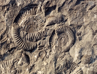 Plusieurs fragments d’ammonites fossiles encastrés dans une couche de roche.