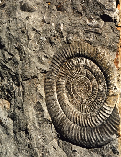 Un grand fossile d’ammonite, étroitement enroulé, situé dans le coin d’une section de matrice.