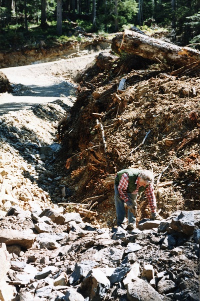 Graham Beard à la recherche de fossiles parmi les décombres, près d’une nouvelle route au nord de l’Île de Vancouver.  