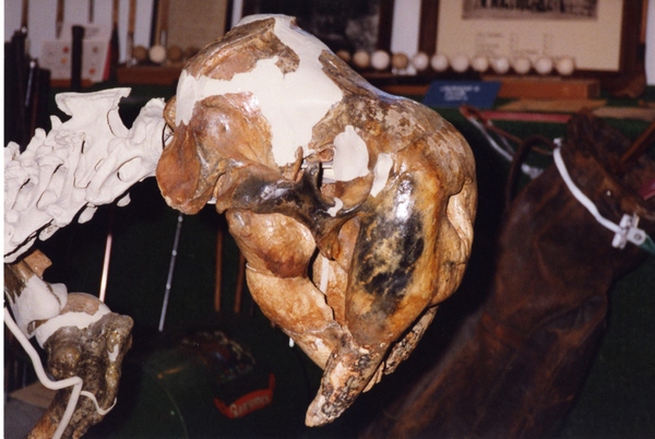 Vue de profil des vertèbres du crâne et du cou de Rosie, avec l’intérieur du musée à l’arrière-plan.