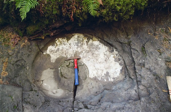 Une empreinte d'une grande coquille d'ammonite, au bord d'un ruisseau rocheux.