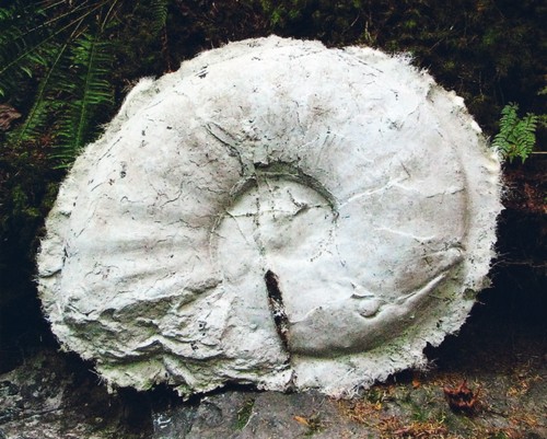Moule blanc d’une ammonite, appuyé contre la rive du ruisseau recouvert de fougères.