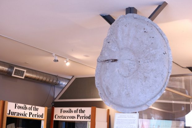 Moule d’une ammonite, suspendu avec d’autres expositions du musée à l’arrière-plan.