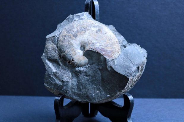 Ammonite blanche sur matrice de pierre grise.