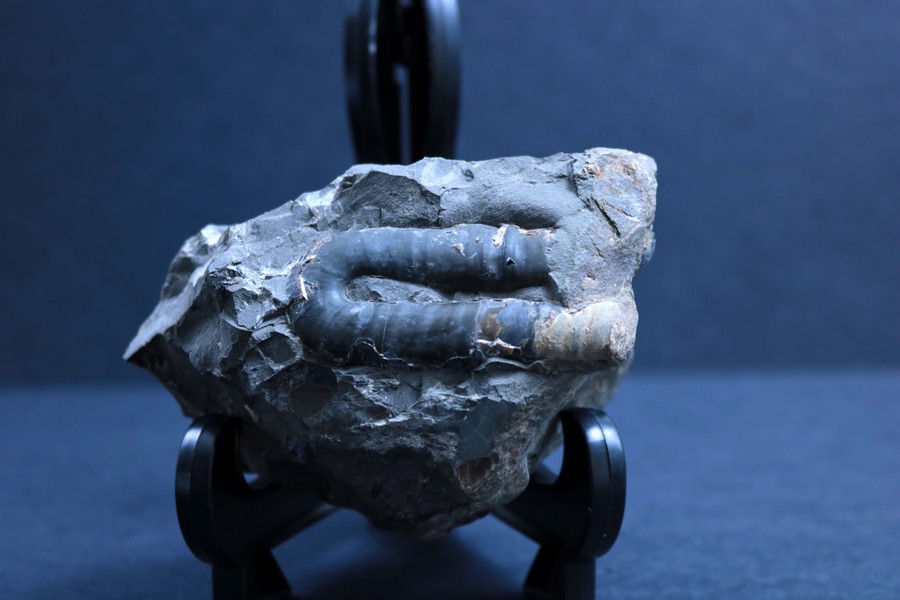 Fragment d’une coquille d’ammonite,  en  forme d’un « U » latéral.