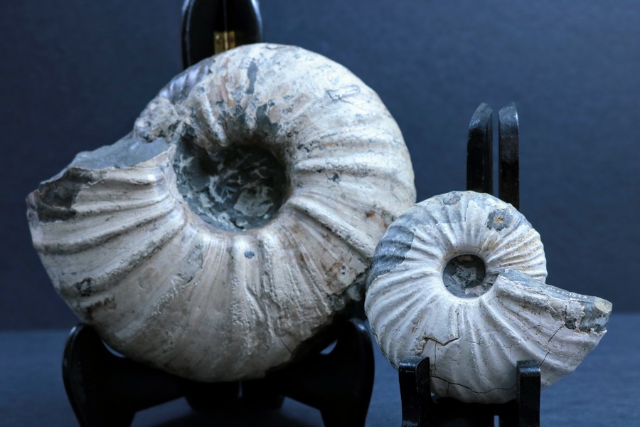 Deux ammonites à coquilles blanches, montées sur des supports. Le plus petit des deux est à l’avant-plan. 