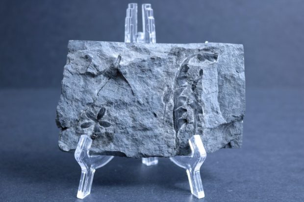 Un morceau de pierre avec une fleur et une feuille fossilisées imprimées sur sa surface, retenu par un support en plastique.  