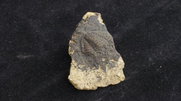 Le corps d'un trilobite au centre d'un morceau de pierre. De la peinture grise a été appliqué sur le fossile, ce qui permet de mieux le distinguer.