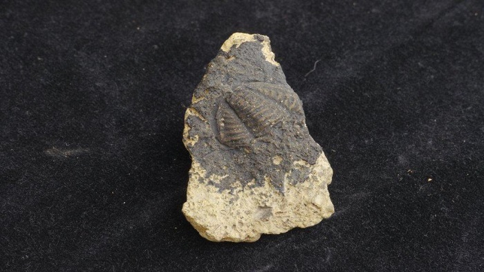 Le corps d'un trilobite au centre d'un morceau de pierre. De la peinture grise a été appliqué sur le fossile, ce qui permet de mieux le distinguer.