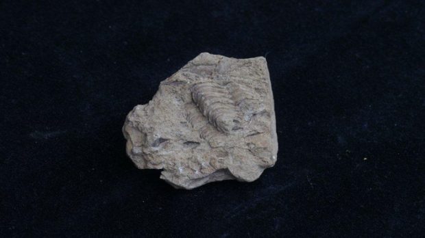 Un fossile de trilobite sur matrice contre un fond noir.