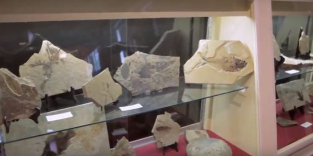Plusieurs morceaux plats de roche, chacun contenant un fossile unique, apparaissent dans une vitrine en verre.