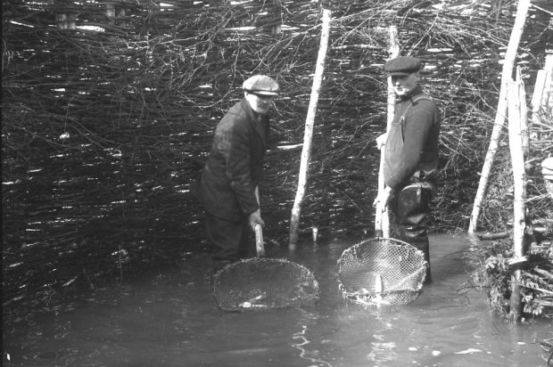 Photo en noir et blanc (1937) : deux hommes dans une pêche à fascines Île aux Patins, Kamouraska. Debout dans l’eau peu profonde dans la fascine (branchages entrelacés). Hommes avec des épuisettes rondes. Structure branchages dense, poteaux verticaux clairs en arrière-plan. 