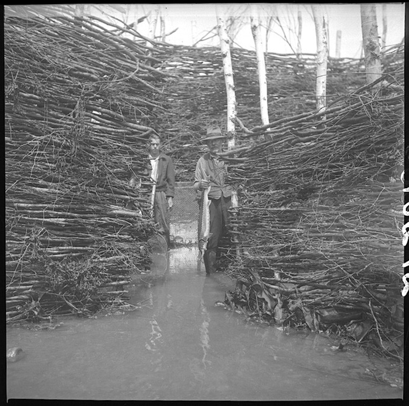 Photo en noir et blanc : Flavius et Maurice Ouellet debout eau peu profonde au milieu pêche à fascine (branchages entrelacés). Structure branchages dense (autour et arrière-plan). Troncs d’arbres blancs fins à l’arrière-plan. Île aux Patins, Kamouraska : intérieur pêche traditionnelle.
