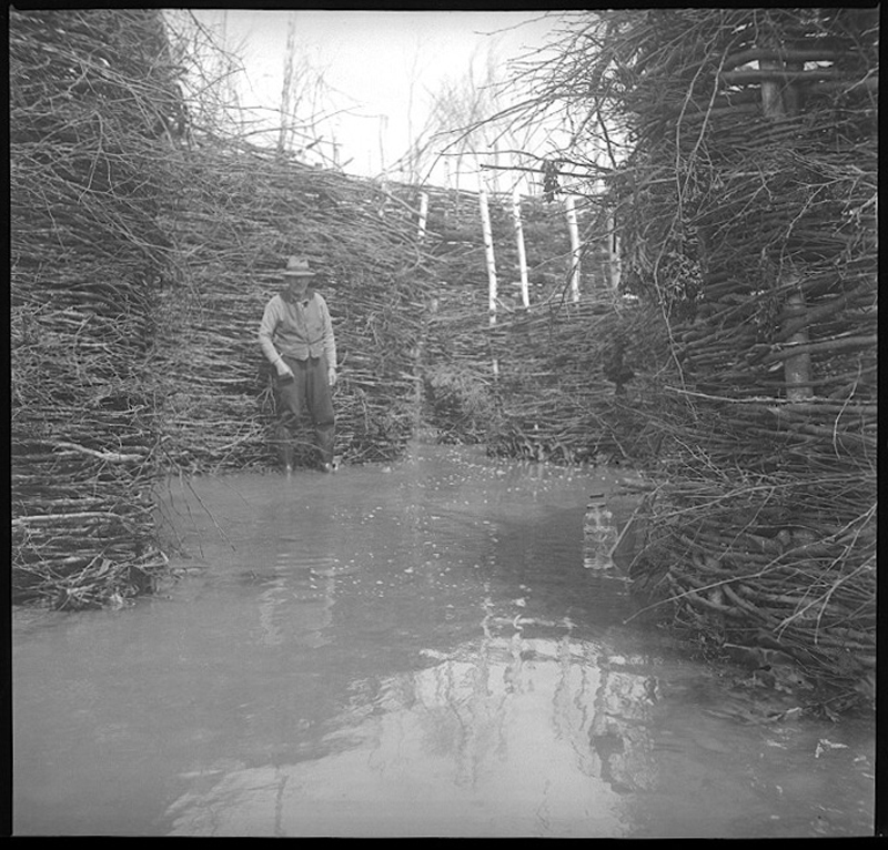 Photo en noir et blanc : Flavius Ouellet debout en eau peu profonde dans une pêche à fascine (branchages entrelacés). Structure de branchages dense (murs,). Troncs d’arbres blancs fins intégrés en arrière-plan. Île aux Patins, Kamouraska : intérieur pêche traditionnelle.