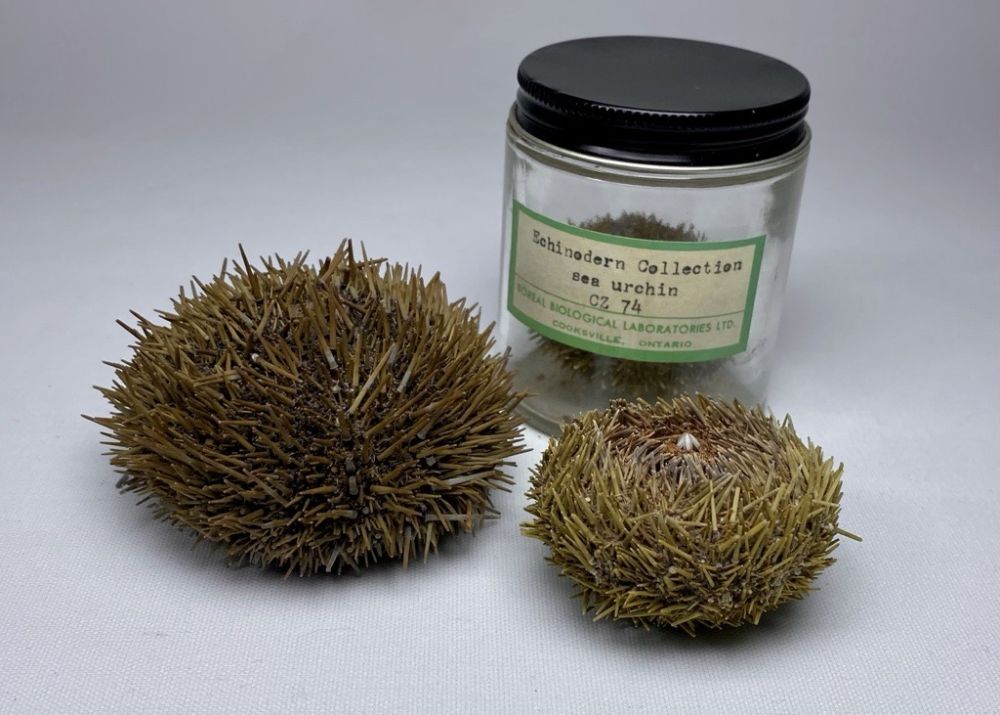 Three taxidermied green sea urchins on a plain gray surface. Front: two whole sea urchins (different sizes, brown/green spines). Back: a third smaller sea urchin in a clear glass jar with a black lid. Beige label on the jar: 
