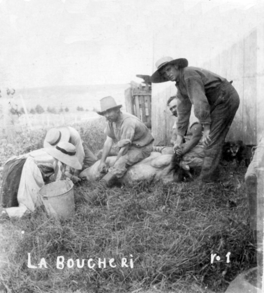 Photo d'époque en noir et blanc présentant trois hommes tenant un cochon dans l'herbe pour la boucherie et deux femmes entamant la découpe de la viande.