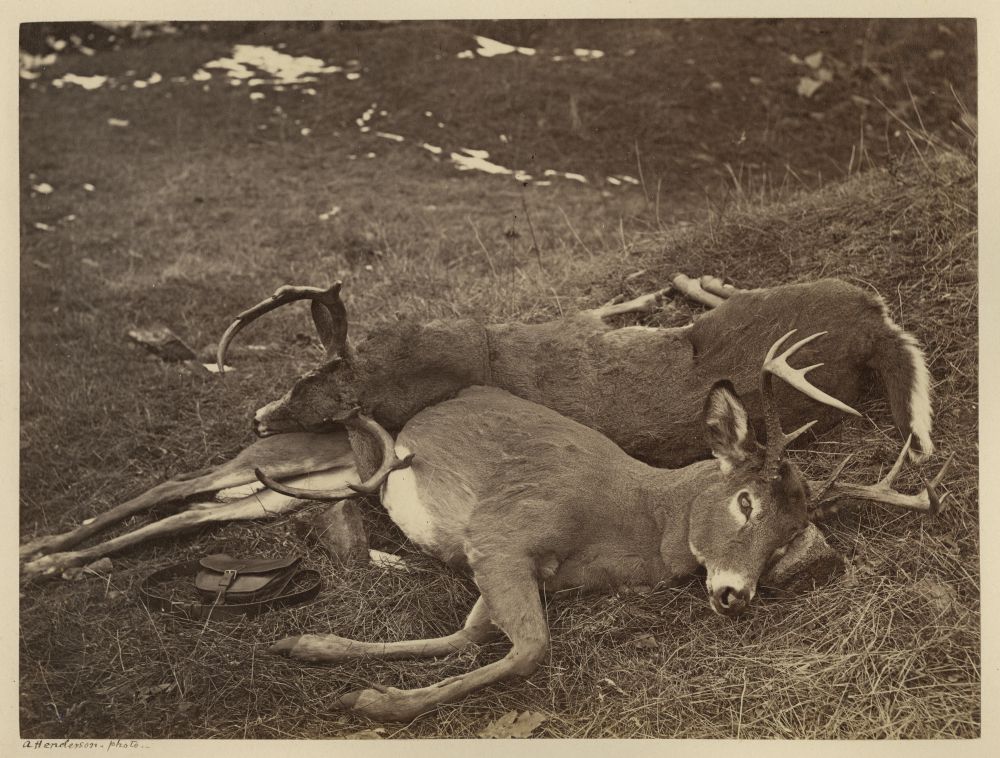 Épreuve albumine (avant 1865, Alexandre Henderson) : "Cerfs du Canada, QC" (scène de chasse). Deux cerfs de Virginie (mâles, bois ramifiés) allongés sur le sol herbeux.