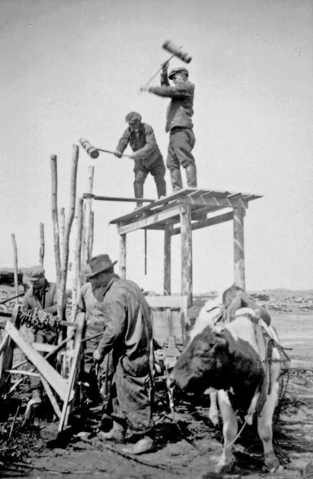 Photo en noir et blanc (1936) : hommes construisant une pêche à fascine. Deux hommes sont sur une structure en bois (ils enfoncent les pieux avec de gros maillets). Autre homme au sol (prépare/manipule des matériaux). Droite : bœuf (pour transport matériaux/aide construction).