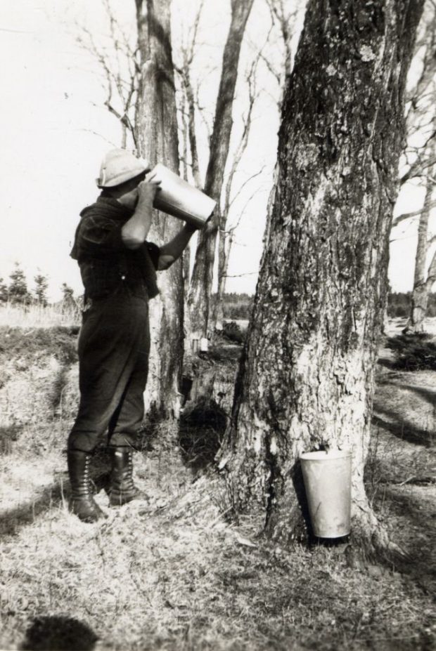 Photo en noir et blanc : personne debout près d’un arbre buvant de l’eau d’érable (dans un récipient de métal). Autre chaudière et chalumeau sur l’arbre. Paysage sans neige (fin de la saison des sucres).