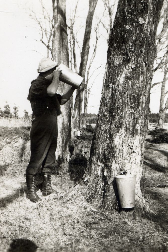 Photo en noir et blanc : personne debout près d’un arbre buvant de l’eau d’érable (dans un récipient de métal). Autre chaudière et chalumeau sur l’arbre. Paysage sans neige (fin de la saison des sucres).