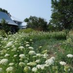 Harmonie et profusion