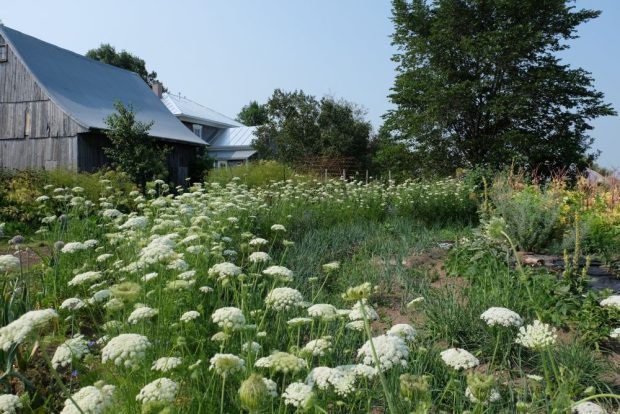 Grand jardin rempli de fleurs blanches, s'étendant vers des bâtiments de ferme en bois à gauche et un grand arbre à droite.
