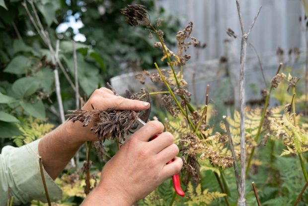 Deux mains utilisent un sécateur rouge pour couper des tiges de plantes séchées. L'arrière-plan flou montre d'autres végétaux et une structure en bois.