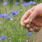 Cueillir la beauté du jour