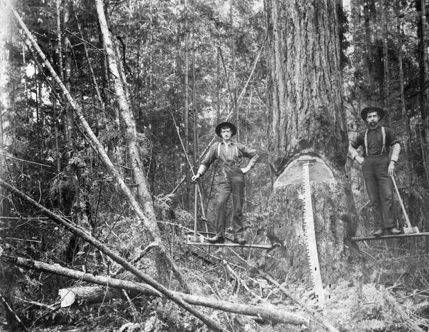 Photographie en noir et blanc de William Henry Vannetta et d’un autre homme, tous deux debout sur des planches horizontales ressortant de part et d’autre du tronc. Tous deux ont une main reposant sur le bout du manche d’une hache à double tranchant. Une scie de long est appuyée contre l’arbre au premier plan. 