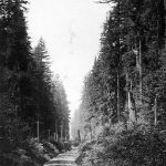 la route Old Yale serpentant dans les bois, vers 1900